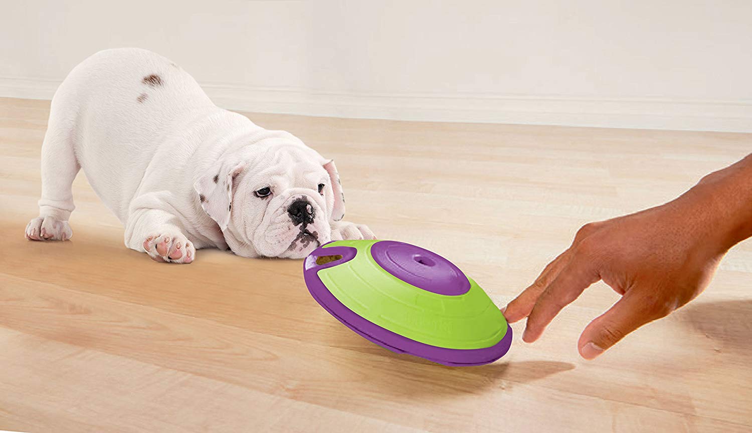 Maze Dispensing Dog Treat Toy - Jack of All Trends